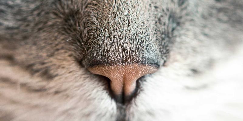 告别二选一：SD-WAN与MPLS混合组网实战指南与成本效益深度解析